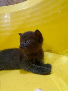 baby girl cats for sale location Gujranwala Alm chok