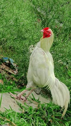 Aseel Heera Chicks and Fertile eggs both available