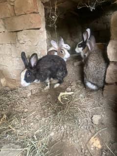 rabbits ha white born black mix colors male female