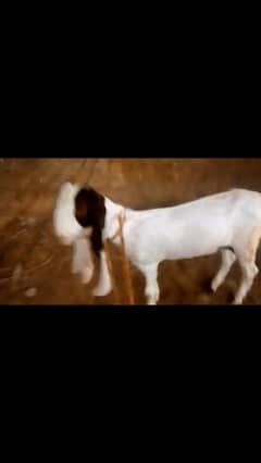 bakri for sale 2 month