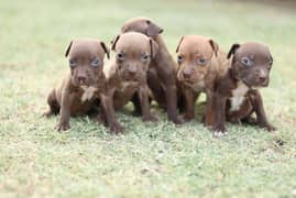 pitbull dog | puppies | male & female |  dogs for sale