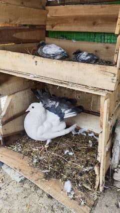 pigeon breeder pair for sale.