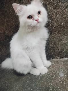 persian female cat