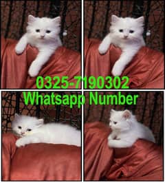 Persian kittens and cats available