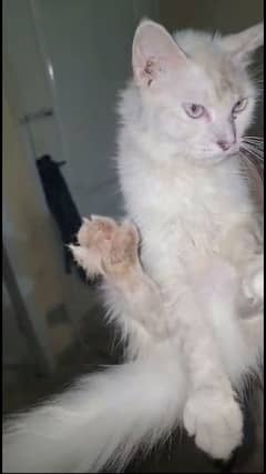 1 year Persian white cat triple coat urgently sell krni he muje