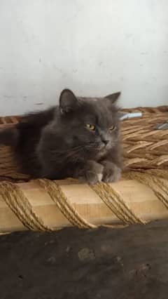gray female Persian cat