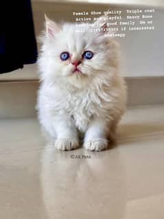 Persian kittens and cats available