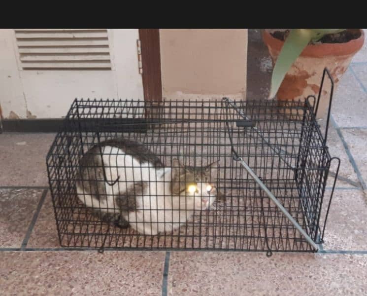 Cage available for sale 6