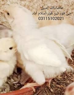Heera Aseel / Heera Chicks/ White Choza / Aseel Chicks