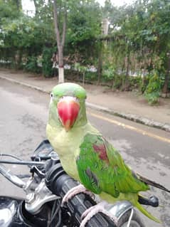 pure speaking raw female parrot ready for bread