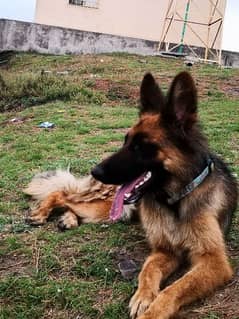 German shepherd female 14 months old