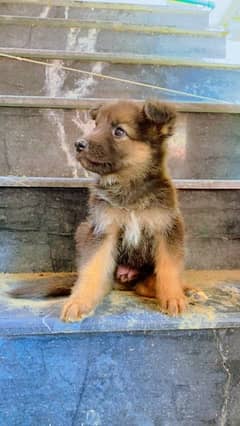 long coat German shepherd  female puppy