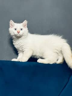 Persian Kitten for Sale