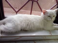 persian Cat