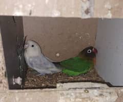 love birds  breeder pair