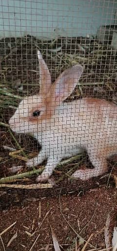 Rabbits for sale