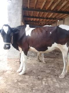 6 Months Pregnant Cow