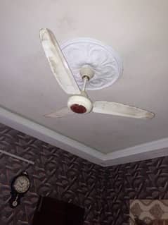 celling fan (royal)