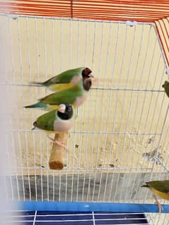 Gouldian Female and Strawberry Finch and Cages