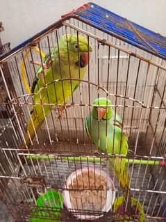 I am selling my parrots pair, age 5 years,,