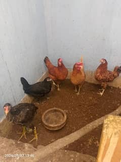 other hen with 5 chick's