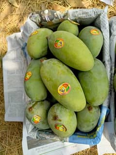 Fresh mangoes from the bagh of multan