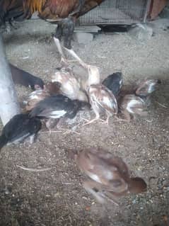 2month age aseel chicks for sale