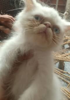 white peke face female kitten with blue eyes