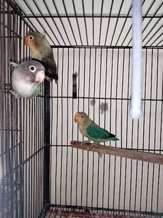 Some beautiful Lovebirds Available for sale