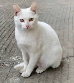 White cat  looking for generous owner.