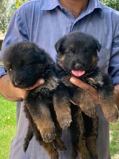 GSD PUPS FOR SALE