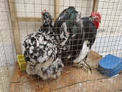 Banton hens for sale