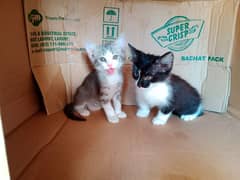 Persian cat double coated(grey female, black male)