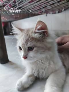 Persian cat pair 1 male 3 months kitten and 1 female cat
