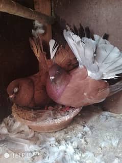 English fantail laka pigeon