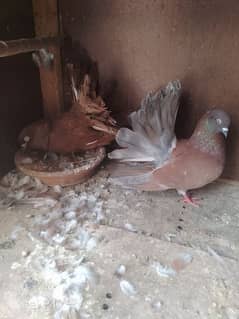 English fantail laka pigeon