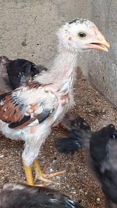 selling chicks almost 1.5 months