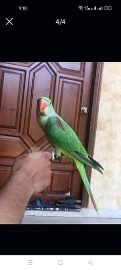 2 months raw parrot female