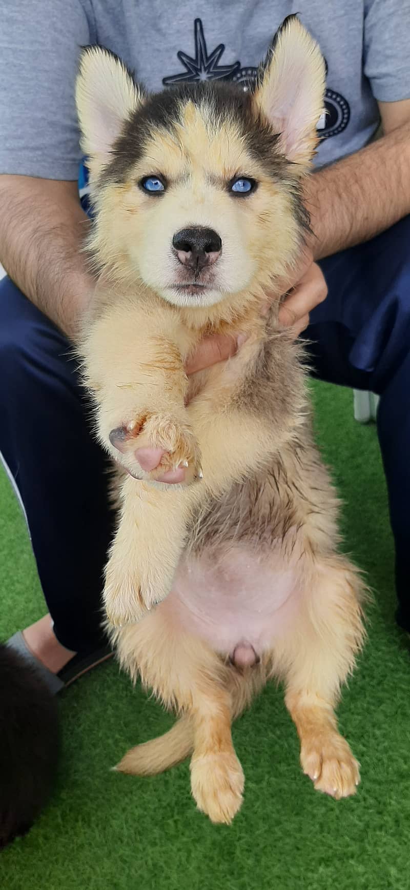 Siberian Husky Puppy 0