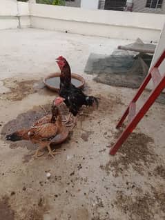 hen