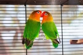 Green fisher lovebirds breeder pairs