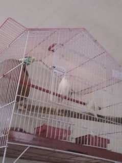 female budgie with cage