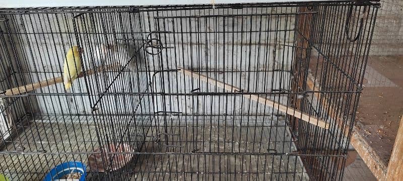 birds cages 3