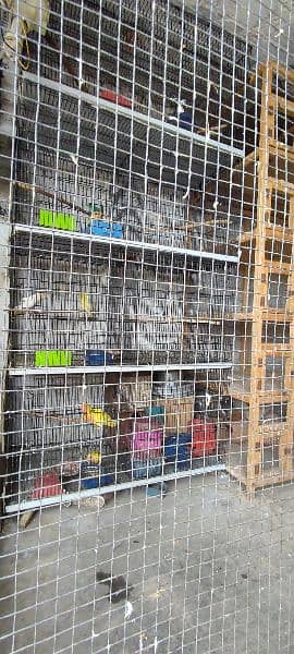 birds cages 12