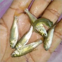 ro fish seed available for sale