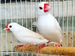 White java adult pair & breeder pair available