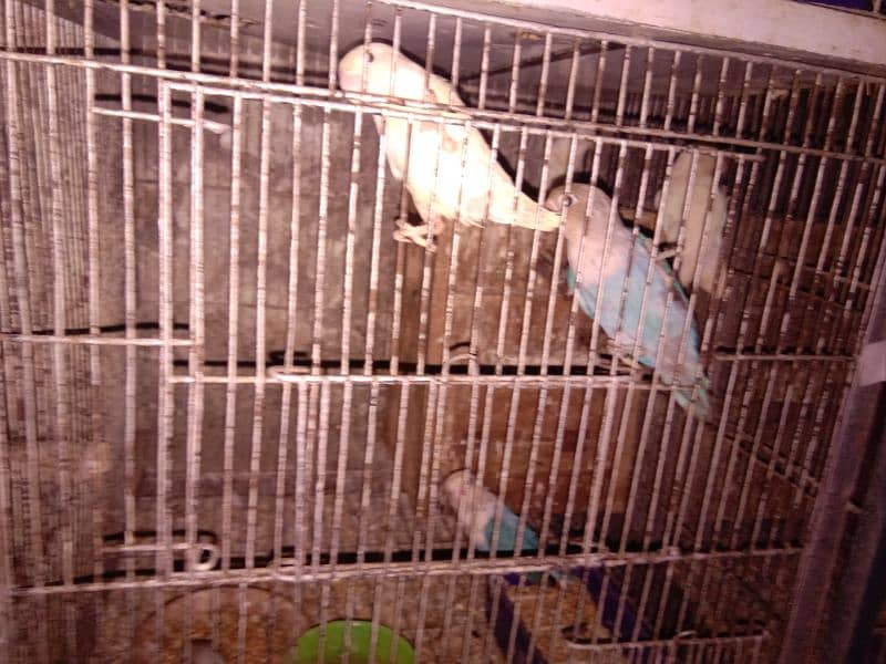 love birds satup for sale 3