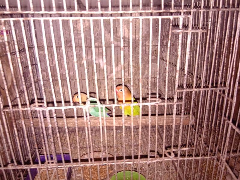 love birds satup for sale 4