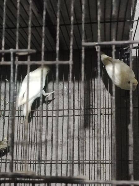 love birds satup for sale 5