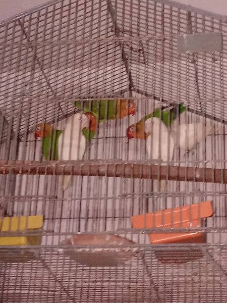 love birds satup for sale 8